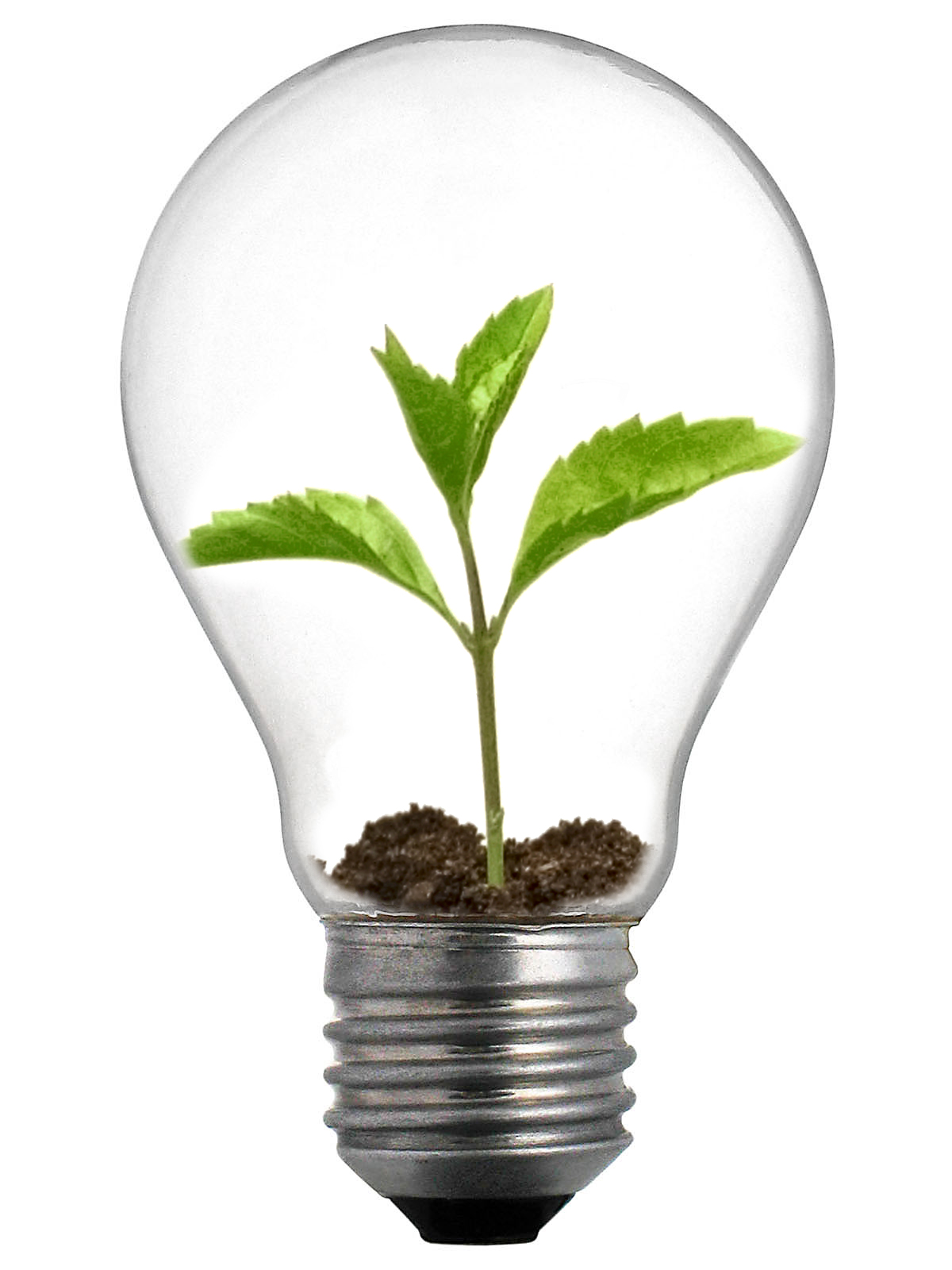 A lightbulb with a seedling in it